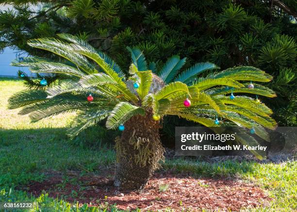 colorful palmetto decorated for christmas - palmetto florida bildbanksfoton och bilder