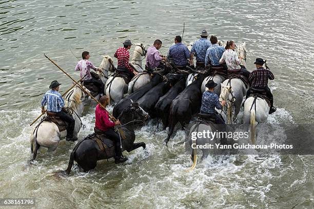 gardians running with a herd of bulls, camargue, france - gard photos et images de collection