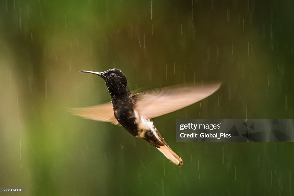 Black jacobin (Florisuga fusca)