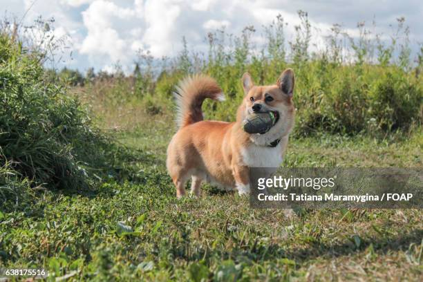 corgi dog playing on grass - pure bred dog stock pictures, royalty-free photos & images
