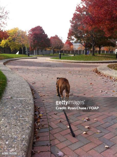 dog walking in park - warren - michigan ストックフォトと画像
