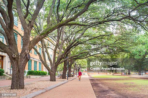 treelined walkway at university of texas at austin usa - live oak tree texas stock pictures, royalty-free photos & images