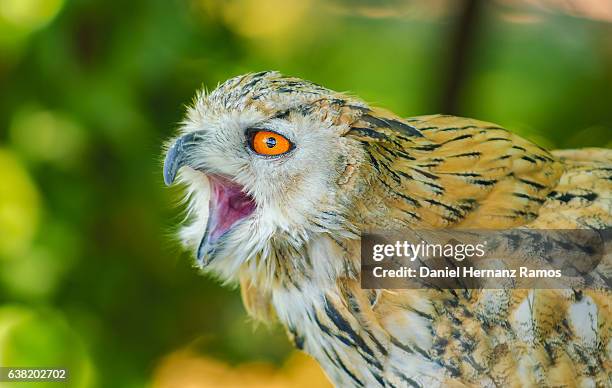 eurasian eagle-owl with open beak close up with blurry background. bubo bubo - crying eagle stock pictures, royalty-free photos & images