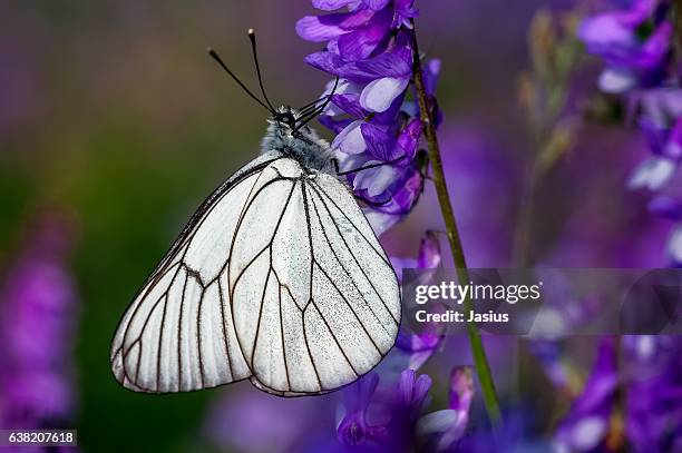 aporia crataegi - groot geaderd witje stockfoto's en -beelden