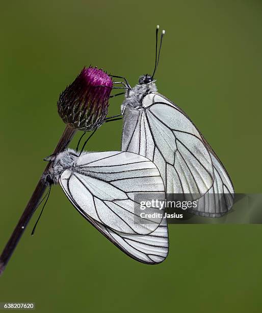 aporia crataegi - groot geaderd witje stockfoto's en -beelden