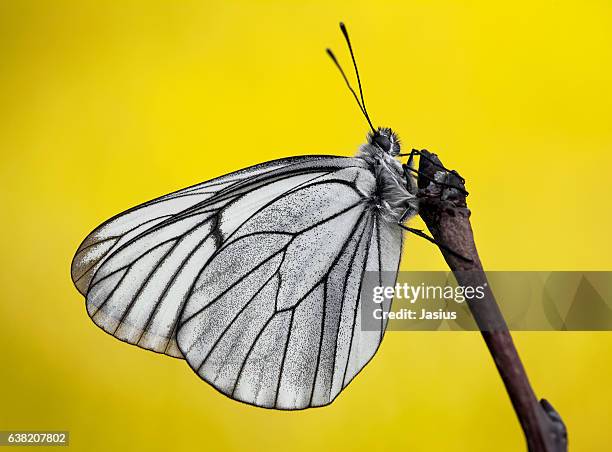 aporia crataegi - groot geaderd witje stockfoto's en -beelden