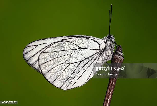 aporia crataegi - groot geaderd witje stockfoto's en -beelden