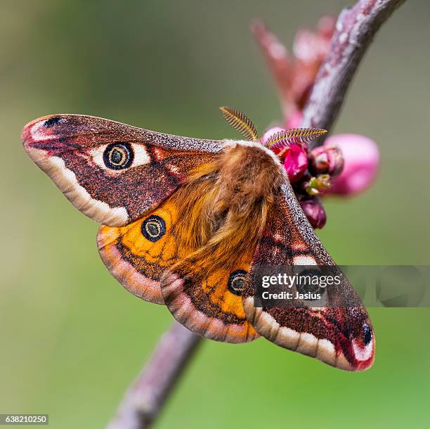 319 Pavonia Stock Photos, HighRes Pictures, and Images Getty Images