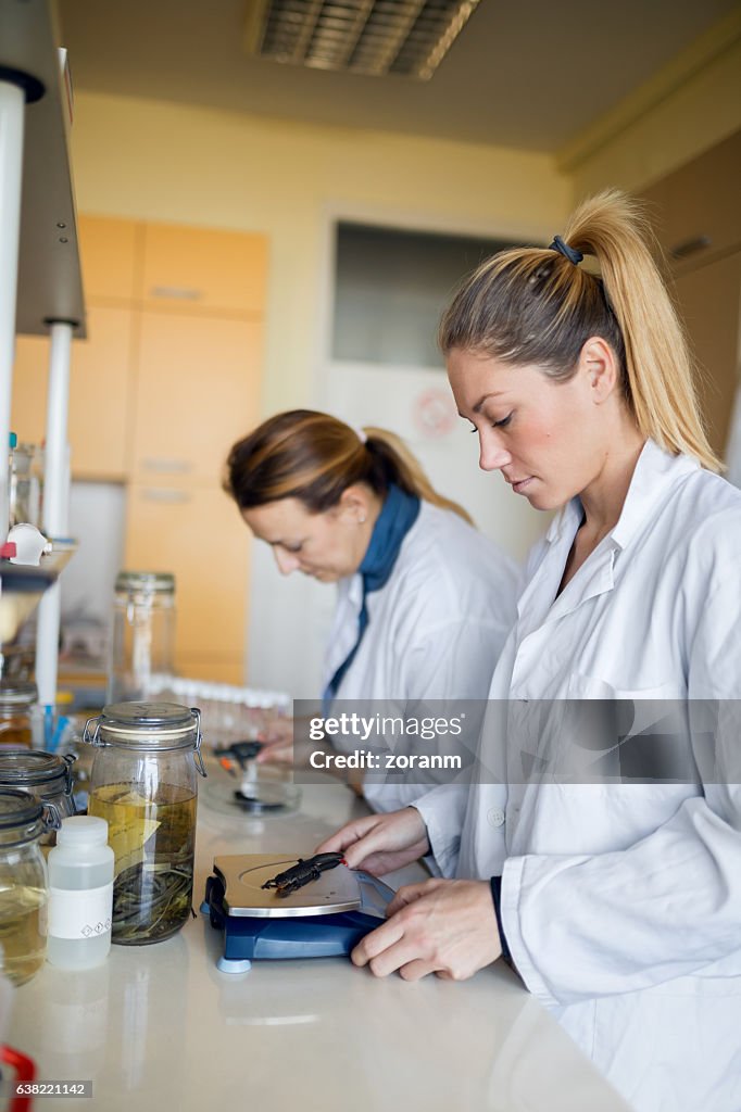 Biologist weighing newt specimen