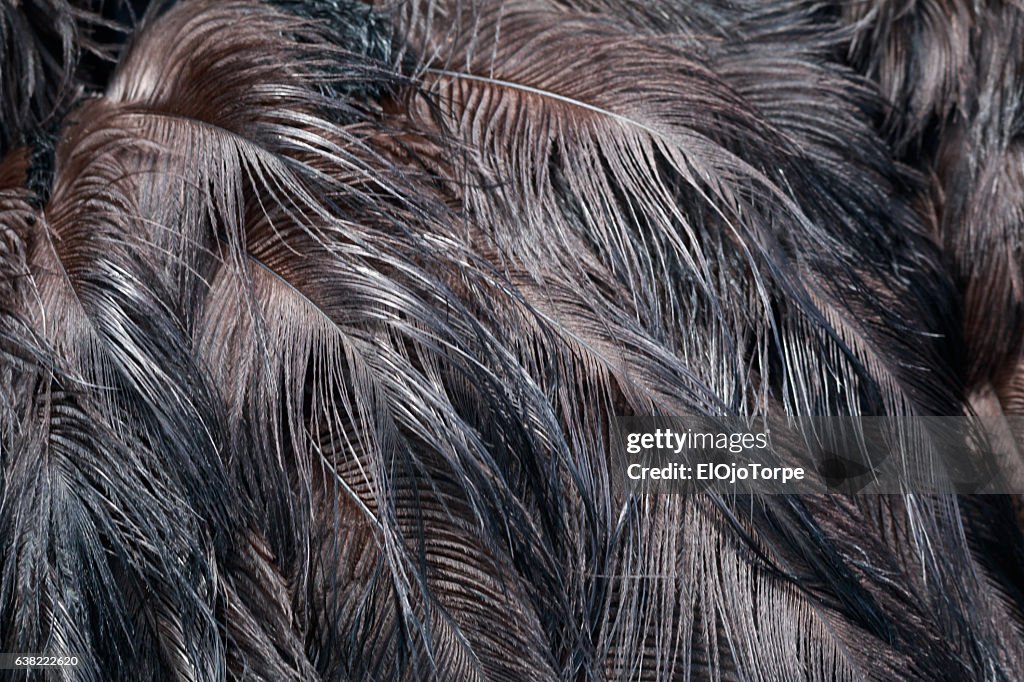 Close-up view of ostrich feathers