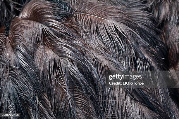 close-up view of ostrich feathers - ostrich feather imagens e fotografias de stock