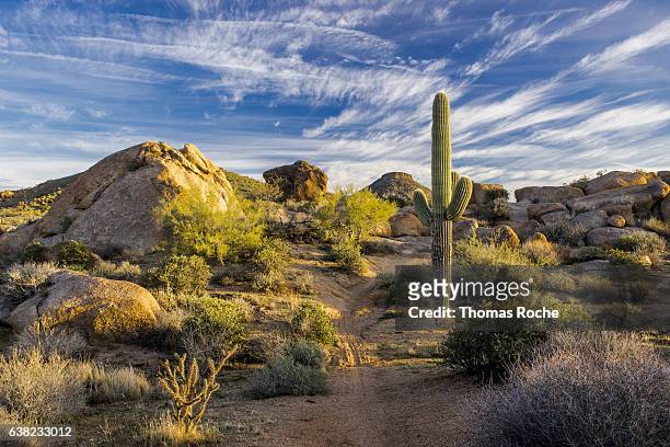 boulders and a saguaro - sonoran desert stockfoto's en -beelden