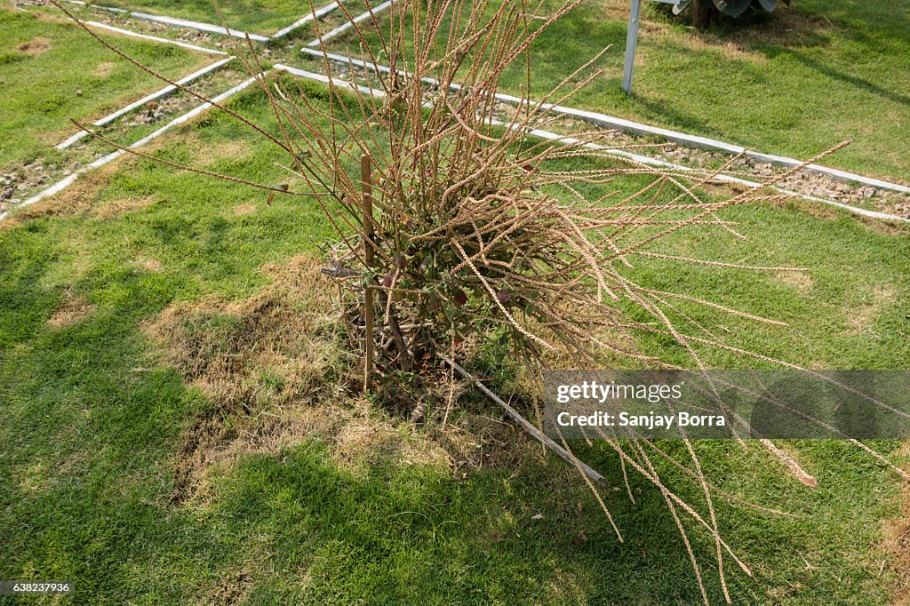 Apamarga is a species of plant in the Amaranthaceae family