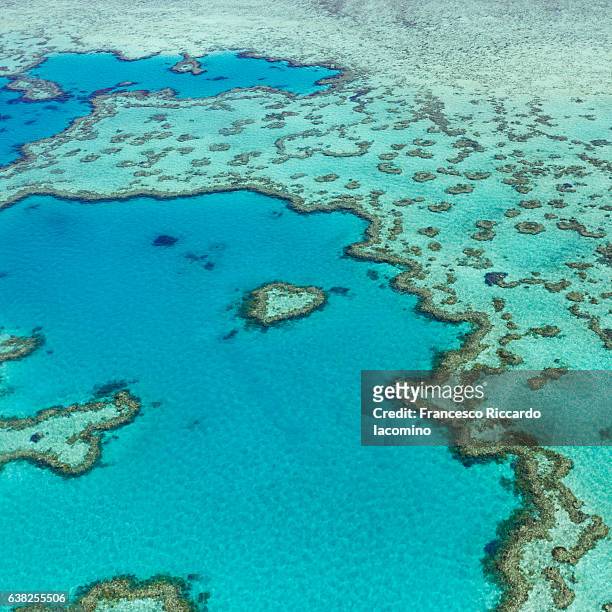 great barrier reef, queensland, australia - hardy reef stockfoto's en -beelden