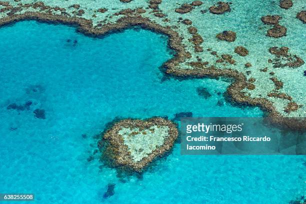 great barrier reef, queensland, australia - great barrier reef marine park stockfoto's en -beelden