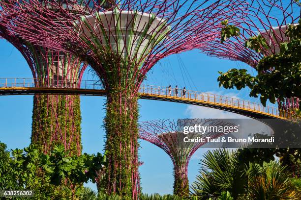 singapore, garden by the bay, supertree grove - singapore city day stock pictures, royalty-free photos & images