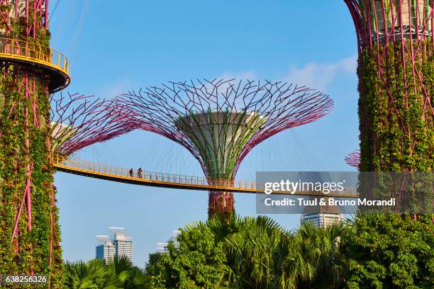 singapore, garden by the bay, supertree grove - singapore botanic gardens foto e immagini stock