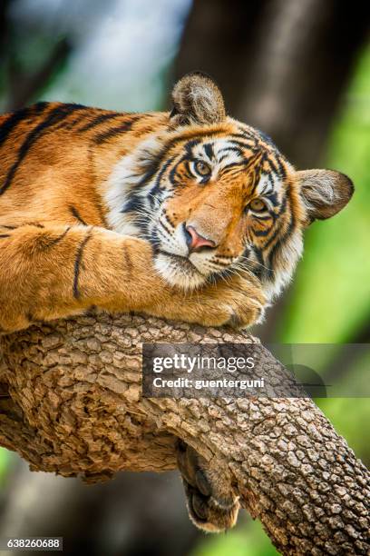 bengal tiger (panthera tigris tigris) on a tree, wildlife shot - a bengal tiger stockfoto's en -beelden