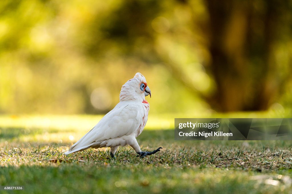 Long-billed Corella