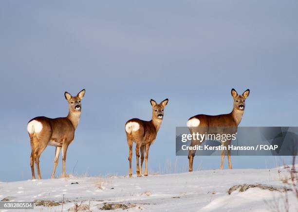 deers standing on snow against sky - hönö sweden stock pictures, royalty-free photos & images