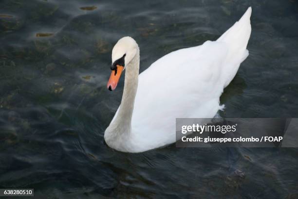 white swan swimming in water - sarnico stock pictures, royalty-free photos & images