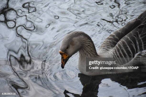 close-up of bird swimming in water - sarnico stock pictures, royalty-free photos & images