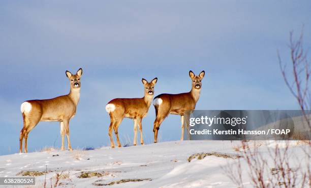 deer standing in snow - hönö sweden stock pictures, royalty-free photos & images