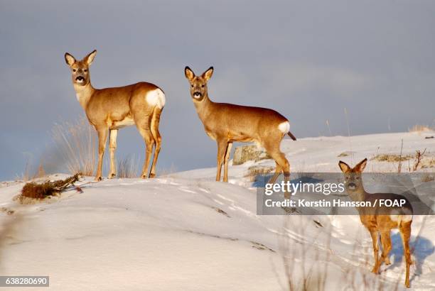 three wild deers on snowy mountain - hönö sweden stock pictures, royalty-free photos & images