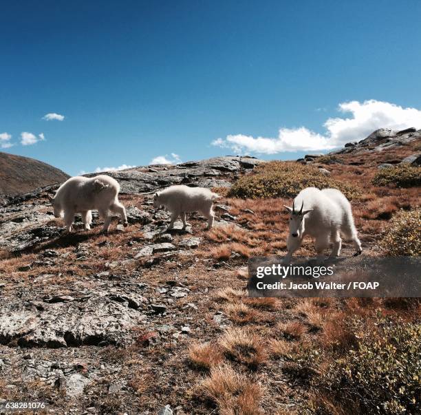 mountain goats on mountain - jacob busch stock-fotos und bilder