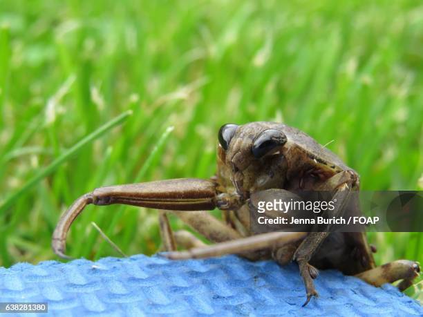 macro shot of a water bug - belostomatidae stock pictures, royalty-free photos & images