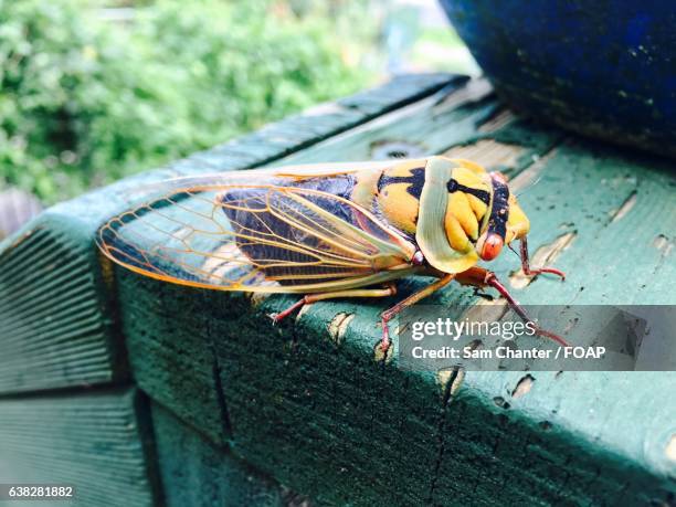 cicada in the yarra valley - chanter stock pictures, royalty-free photos & images