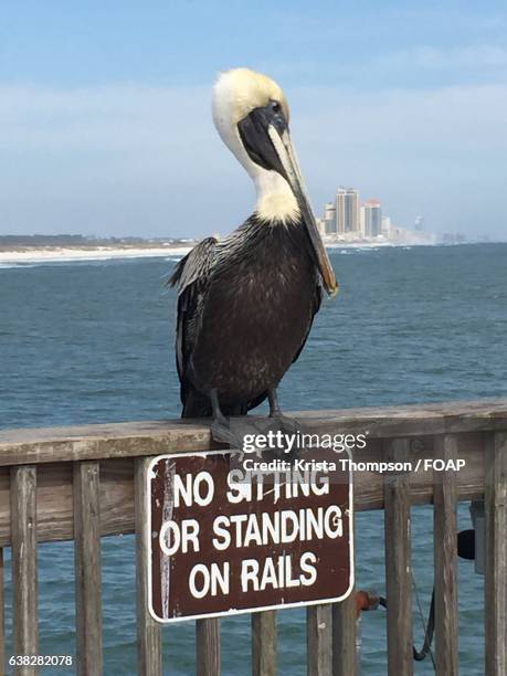 close-up of a pelican on wooden railing - gulf shores alabama stock-fotos und bilder