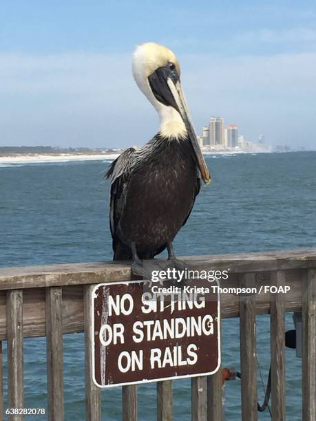 close-up of a pelican on wooden railing - gulf shores - fotografias e filmes do acervo