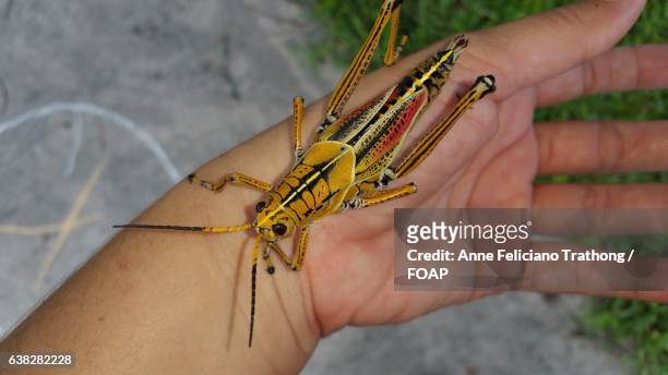 eastern lubber grasshopper on human hand - lubber grasshopper stock pictures, royalty-free photos & images