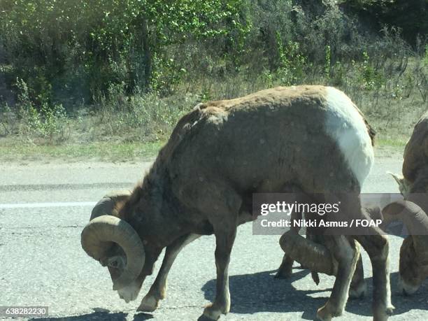 big horn sheeps on road - hinton alberta stock pictures, royalty-free photos & images