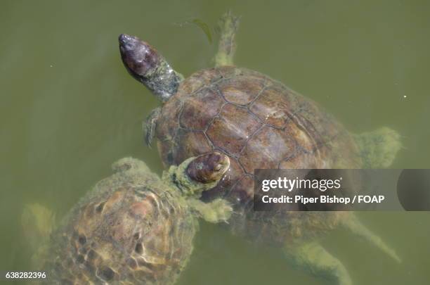 two turtle in underwater - algarve underwater stock pictures, royalty-free photos & images