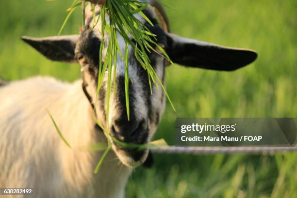 Goat Rope Eat 254 Feeding Rope Stock Photos, High-Res Pictures, and Images - Getty Images