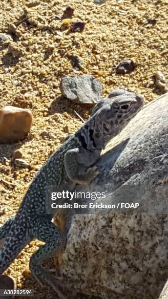 close-up of collard lizard - crotaphytidae stock pictures, royalty-free photos & images