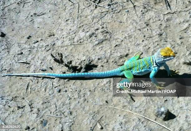 high angle view of collared lizard - lagarto de collar fotografías e imágenes de stock