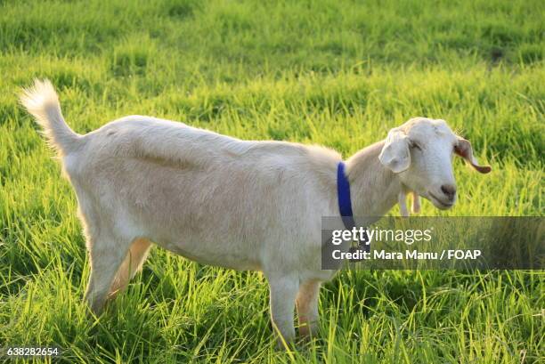 goat standing in grass - goat wearing collar stock-fotos und bilder