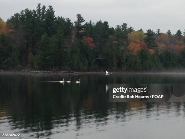 group of swan in lake - hearns stock pictures, royalty-free photos & images