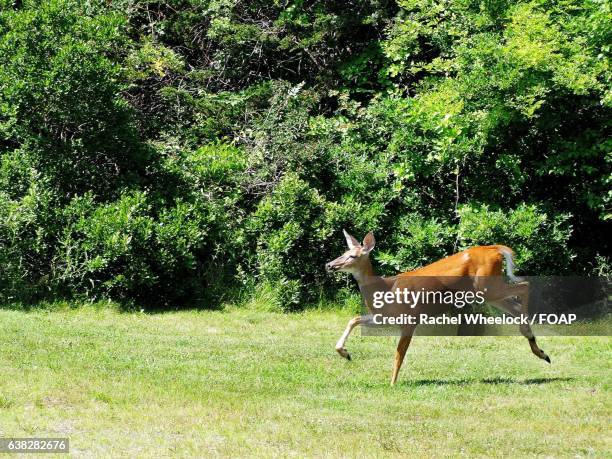 deer running in grass - rhode island stock pictures, royalty-free photos & images