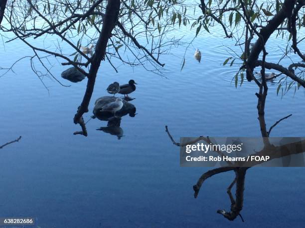 group of birds in pond - hearns stock pictures, royalty-free photos & images