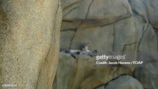 mountain lion resting on rock - kernville stock pictures, royalty-free photos & images