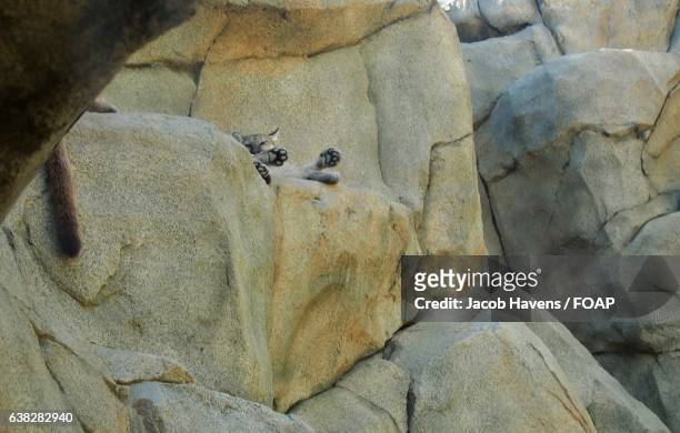 mountain lion on rock - kernville stock pictures, royalty-free photos & images