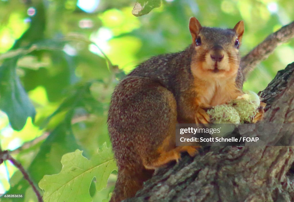 Red squirrel eating acorns in a tree