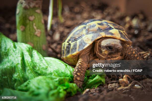 young wild turtle - orecchio bildbanksfoton och bilder