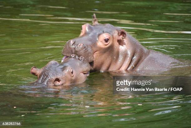 hippopotamus with calf in water - hannie van baarle stock pictures, royalty-free photos & images