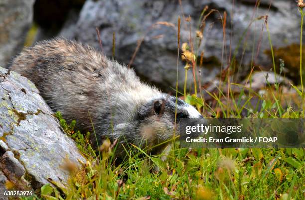 marmot in lake o'hara - lago o'hara imagens e fotografias de stock