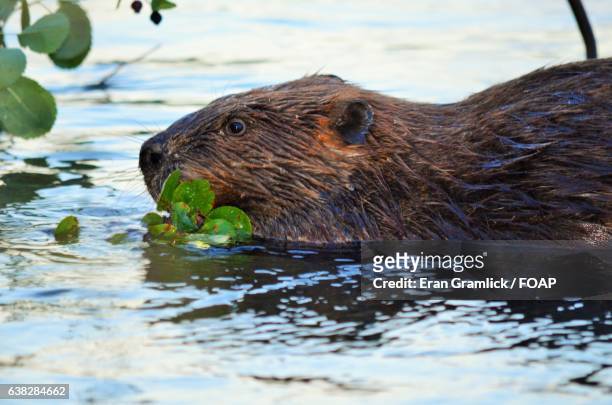 close-up of a beaver - beaver chew stock pictures, royalty-free photos & images